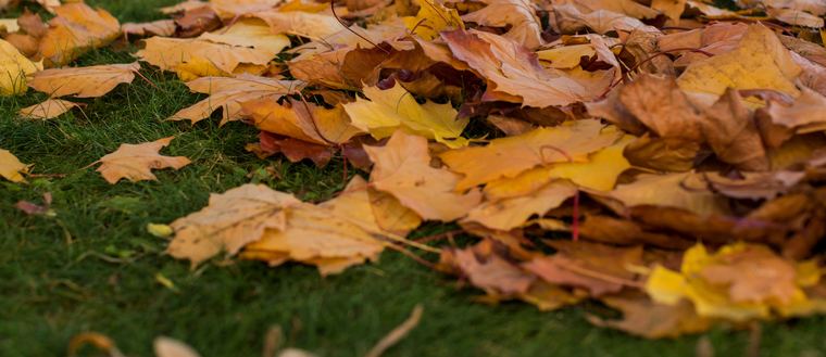Pelouse couverte de feuilles mortes à l'automne